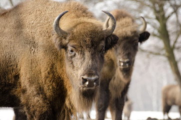 European Bison, Bison bonasus, Visent, herbivore in winter, herd, Slovakia