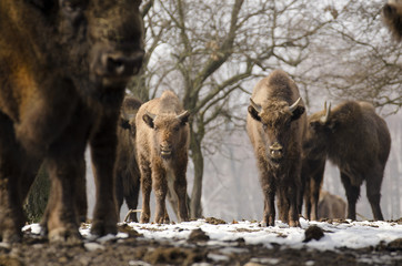 European Bison, Bison bonasus, Visent, herbivore in winter, herd, Slovakia