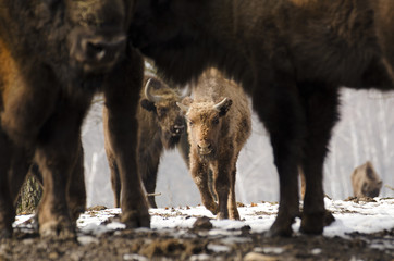 European Bison, Bison bonasus, Visent, herbivore in winter, herd, Slovakia