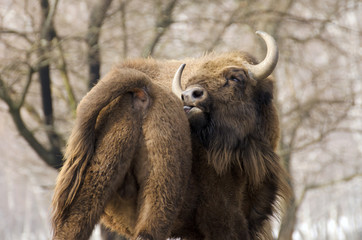 European Bison, Bison bonasus, Visent, herbivore in winter, herd, Slovakia