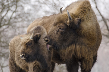 European Bison, Bison bonasus, Visent, herbivore in winter, herd, Slovakia