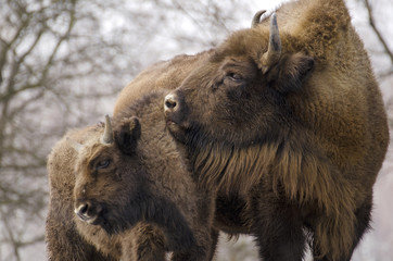European Bison, Bison bonasus, Visent, herbivore in winter, herd, Slovakia