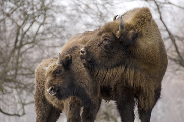 European Bison, Bison bonasus, Visent, herbivore in winter, herd, Slovakia