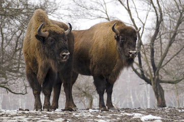 European Bison, Bison bonasus, Visent, herbivore in winter, herd, Slovakia