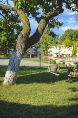 decorated broken swing under a tree against blurry background.