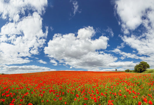 Poppy Field