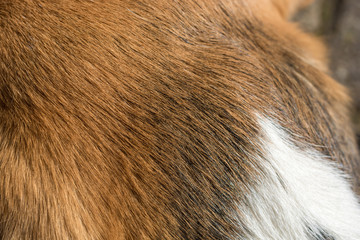 Nahaufnahme des Fells eines dreifarbigen Beagle