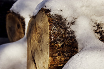 stump in the snow close up