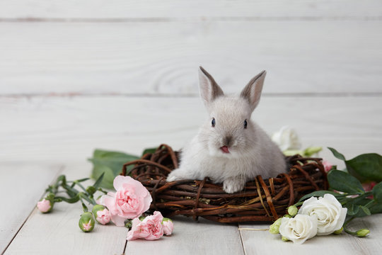 Easter bunny rabbit with spring flowers on white wooden planks, Easter holiday concept.