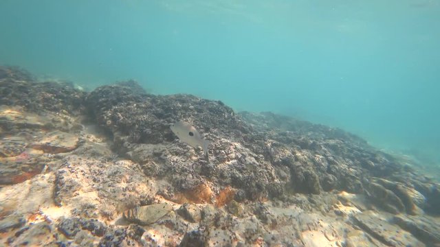 shooting underwater action camera. bottom, litter and lonely fish. 4k