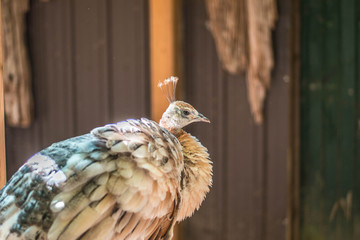 Bird Wildlife