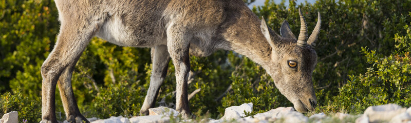 Detail of grazing female iberian ibex at parc natural los puertos de beceite