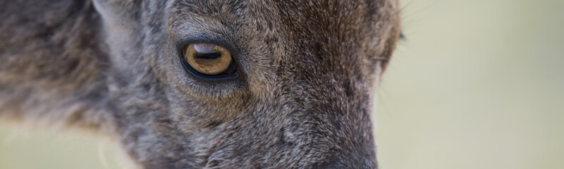 Close up panorama detail of eye of iberian ibex