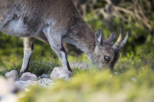 Detail of grazing female iberian ibex at parc natural los puertos de beceite