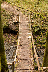 Fototapeta premium schmaler Holzpfad im Wald mit Moos und Laub