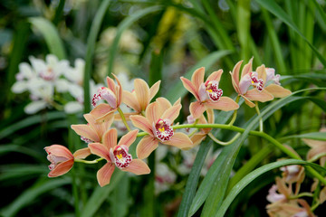 A bunch of Cymbidium orchids