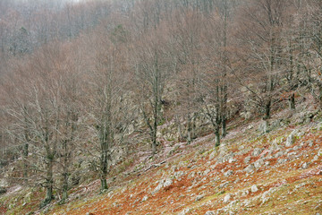 Obraz premium Fall landscape in Mehedinti Mountains, Romania, Europe