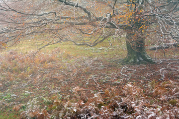Autumn landscape in Mehedinti Mountains, Romania, Europe