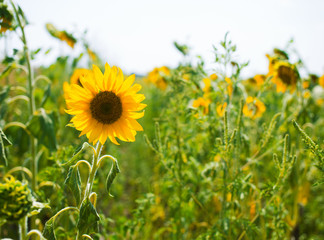 Beautiful sunflower on field
