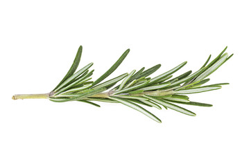 Fototapeta premium Twig of fresh rosemary over white background