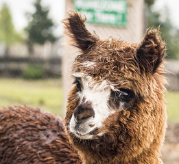 Obraz premium Alpaka closeup mit großen Augen