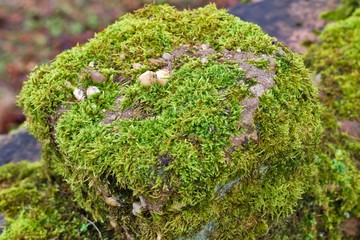 Mossy rock