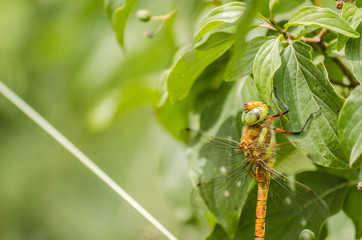 Orange dragonfly on a green plant 