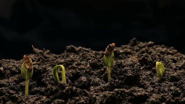 Growing green cucumber plant time lapse. Timelapse growing, Closeup nature shoot.