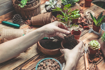 The florist behind work. Hands of the florist replace a plant in a new pot. Succulents and cactuses...