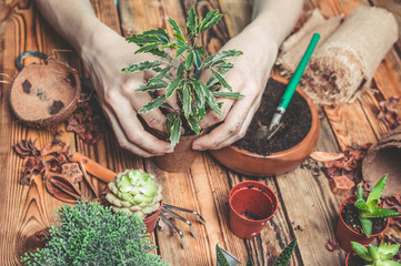The florist behind work. Hands of the florist replace a plant in a new pot. Succulents and cactuses on a wooden table