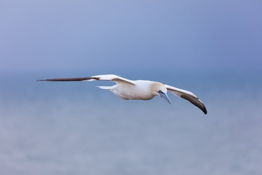 Flying Northern Gannet