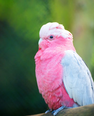 pink parrot at zoo