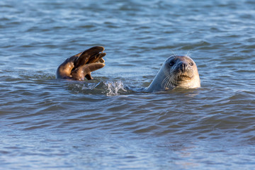 Seal swimming in the North Sea