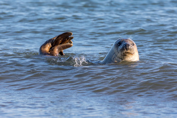 Fototapeta premium Seal swimming in the North Sea