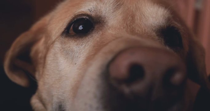 Beautiful Labrador, close up.