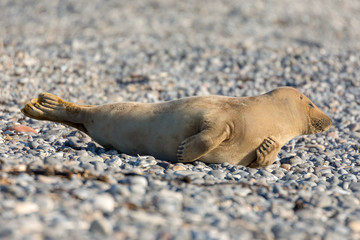 Seal lies on the beach - 196079081