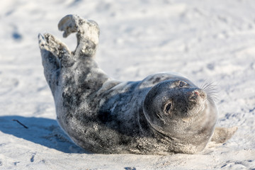 Young tired seal on white sand beach