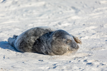 Young tired seal on white sand beach