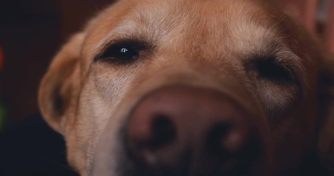 Beautiful Labrador, close up.