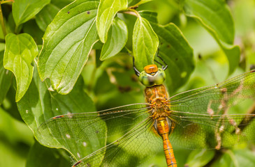 Orange dragonfly on a green plant 