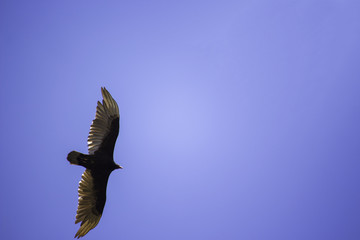 Fototapeta premium Bird 1