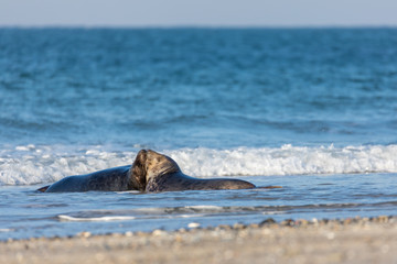 Obraz premium Playing and mating grey seals in the north sea