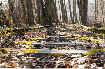 Verschlungene Gleise mit Bäume