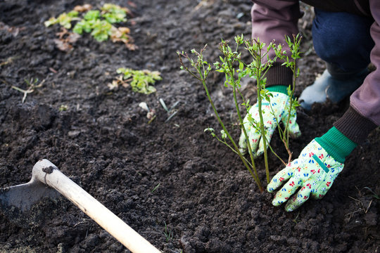 planting blueberries bush in early spring garden