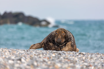 Grey seal on the coast of Helgoland