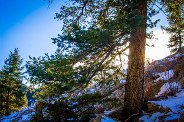 Mountainside Tree
