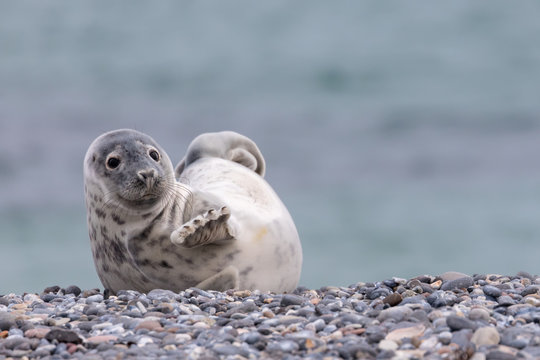 Young seal on the beach