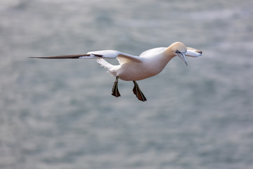 Flying Northern Gannet