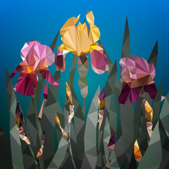 Vector illustration with beautiful yellow and purple iris flower. Spring flowers