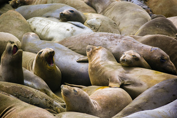 Seal Party